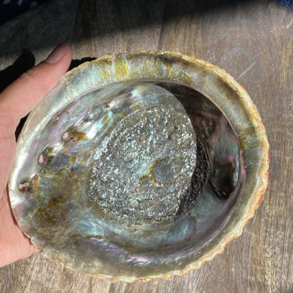 Abalone Shell