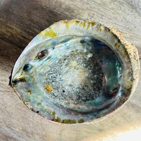 Natural Abalone Shell